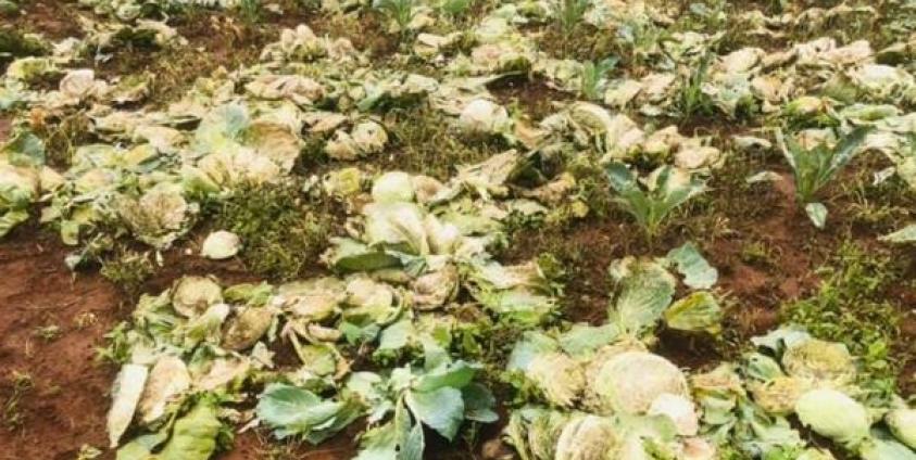 ၀ယ်သူ မရှိတဲ့ မုန့်လာထုပ်များ