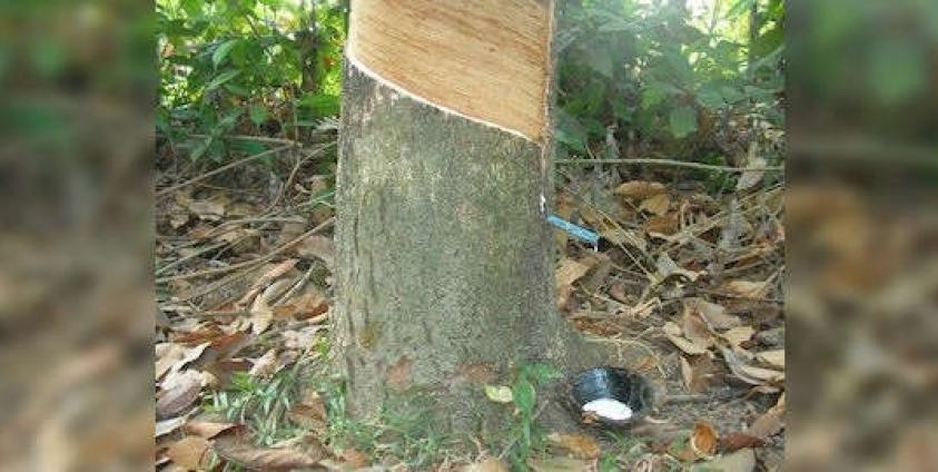 Latex in collected from rubber tree in Mon State (Photo – MNA)