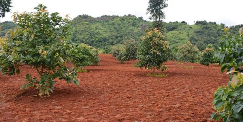 ဘိန်းအစားထိုး ထောပတ်ပင်များ (ဓာတ်ပုံ – မူအက်စတာ)