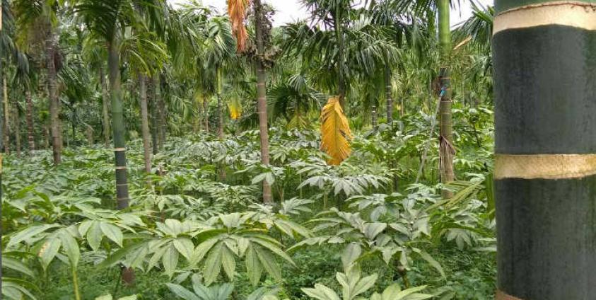 Photo- ရေးမြို့နယ်မှ ဝဥအပင်များ(MNA)