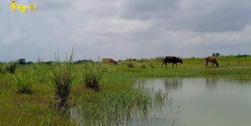 စစ်တွေကန်တော်ကြီးအတွင်း ဝင်ရောက်နေကြသည့်နွားများအား ဇွန်လ ၁၁ ရက် နေ့လယ်က တွေ့ရစဉ်။