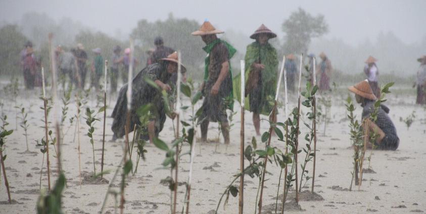 Workers tend to a community mangrove forest in An Din village (Photo – MNA)