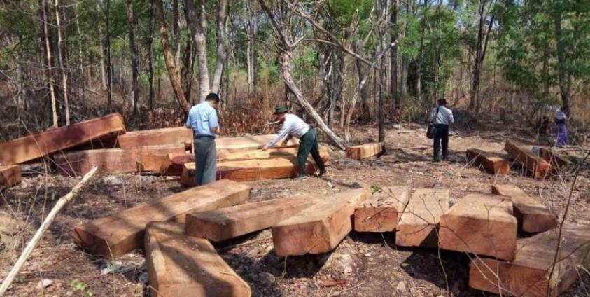 ၂၀၁၈ ခုနှစ် မေလ ၄ ရက်နေ့တွင် ကယားပြည်နယ် ဖားဆောင်းမြို့နယ်၊ နန်းကစ်ကျေးရွာအနောက်ဘက် (၁)မိုင်ခန့်အကွာ၌ ဖမ်းဆီးရရှိသည့် တရားမဝင်သစ်များ (ဓါတ်ပုံ-ကယားပြည်နယ်သစ်တောဦးစီးဌာန)