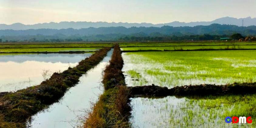 ပြီးခဲ့သည့်နှစ်က ကျောက်တော်မြို့နယ်တွင် စိုက်ပျိုးခဲ့သော နွေစပါးစိုက်ခင်းတစ်ခု