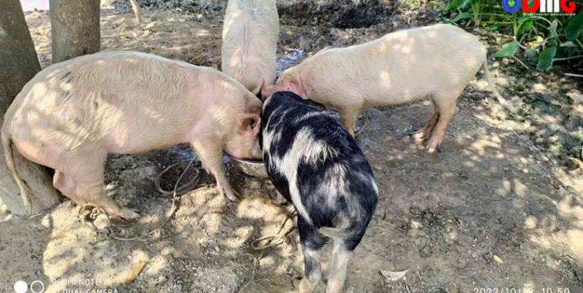 မြောက်ဦးမြို့နယ်၊ ဥက္ကံရွာတွင် မွေးမြူထားသည့် ဝက်များအား တွေ့ရစဉ်။