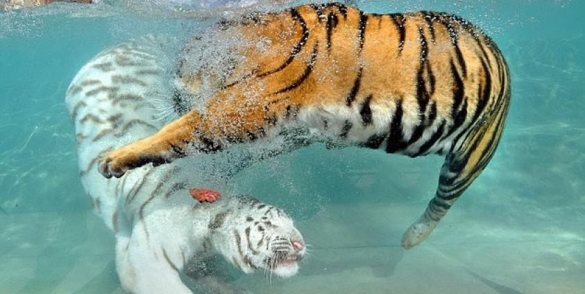 Fighting between a white tiger and the yellow tiger. In Shan State the Shan Nationalities Democratic Party’s logo is the white tiger and its rival sister organization, the Shan Nationalities League for Democracy’s is the (yellow) tiger’s head. (Photo: www.dailymail.co.uk)