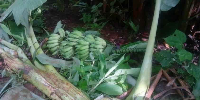 ဆင်ဖျက်ထားသည့် ငှက်ပျောခင်း (ဓါတ်ပုံ- ဦးစောမြတ်လှိုင်)