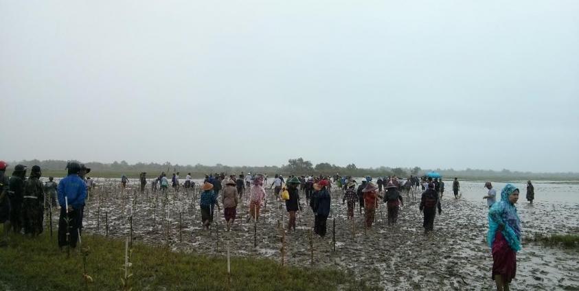 Group plants mangrove trees along Mon State coast (Photo: MNA)