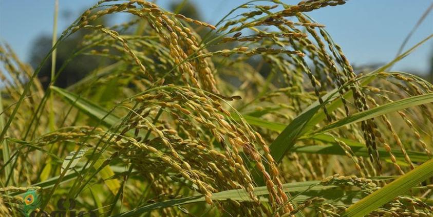 Rice farmers in Rakhine State face problems as the paddy price has dropped. Photo: RiA