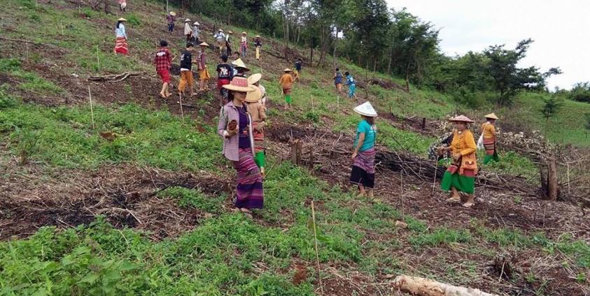 နမ့်လန်တိုက်နယ် တွင် မြန်မာနိုင်ငံလုံးဆိုင်ရာ သျှမ်းလူငယ်ကွန်ရက် TYN တို့ စုပေါင်း သစ်ပင်စိုက်ပျိုးကြပုံ (နမ့်လန် TYN)