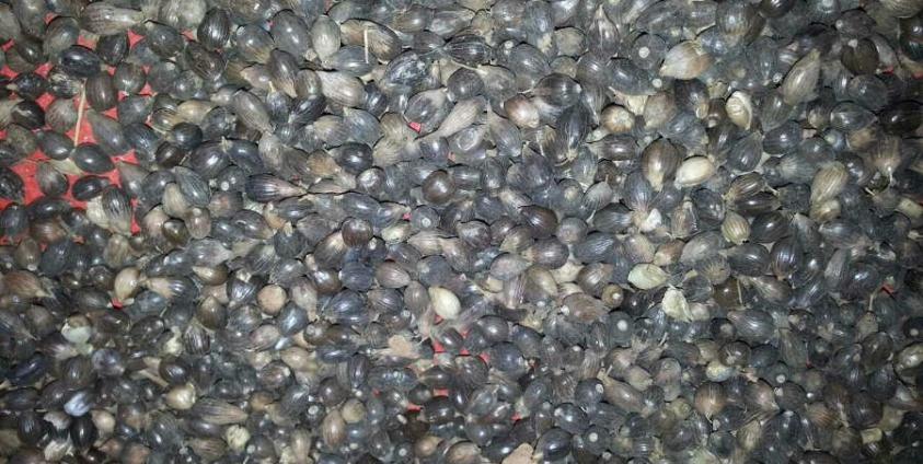 Kyake-Saet or Mat-Lway in Shan name