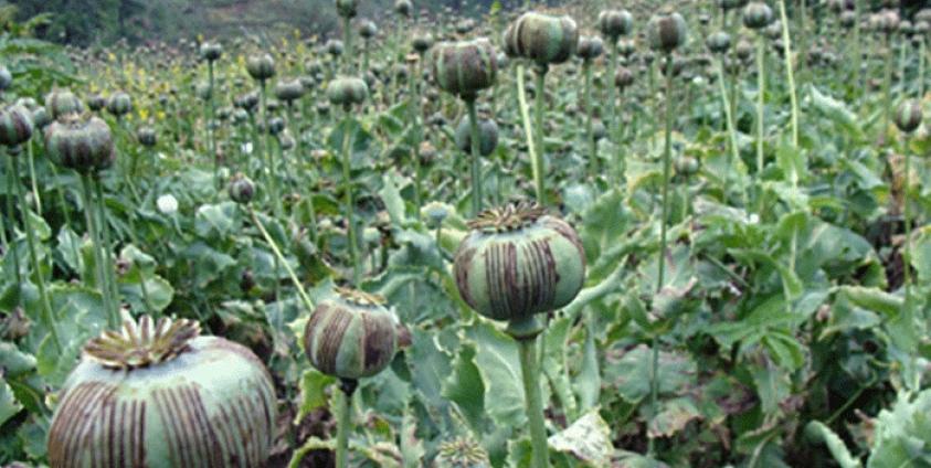 PJS to restart opium eradication this year