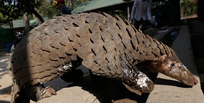 A male pangolin in its enclosure at Phnom Tamao Wildlife Rescue Center in Takeo province, Cambodia, 20 February 2016. Photo: Mak Remissa/EPA