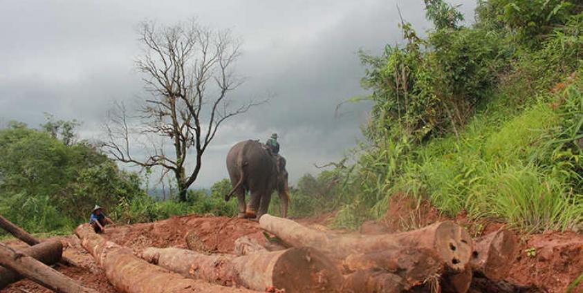 ကရင်ပြည်နယ် ကော့ကရိတ်မြို့နယ်ရှိ သစ်ထုတ်လုပ်ရေးစခန်းတစ်ခုရှိ သစ်ဆွဲနေသည့် ဆင်တစ်ကောင်အား တွေ့ရစဉ်။ ဓာတ်ပုံု - မဇ္စျိမ