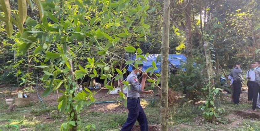 ဖမ်းမိသော ဘိန်းစာရွက်အပင်များ (MNA)