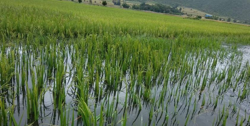 အနှံမထွက်သေးသည့် စပါးပင်များ ရေမြှုပ်နေပုံ