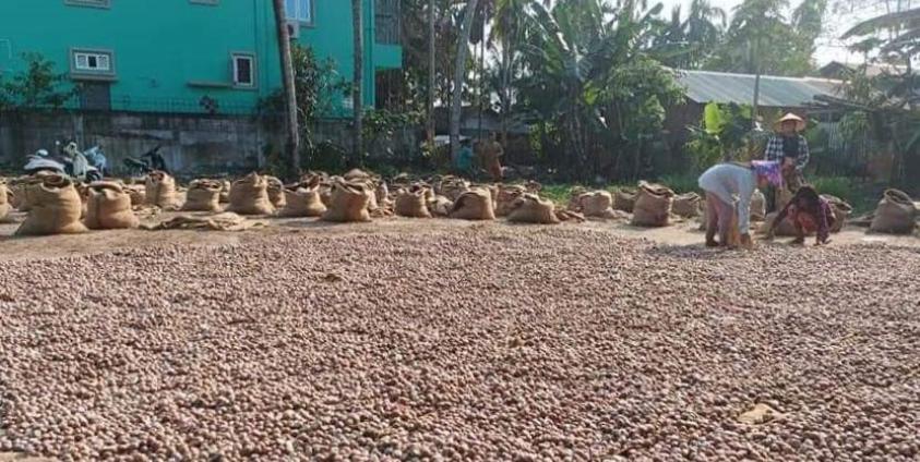 မွန်ပြည်နယ်မှ ကွမ်းသီးများ