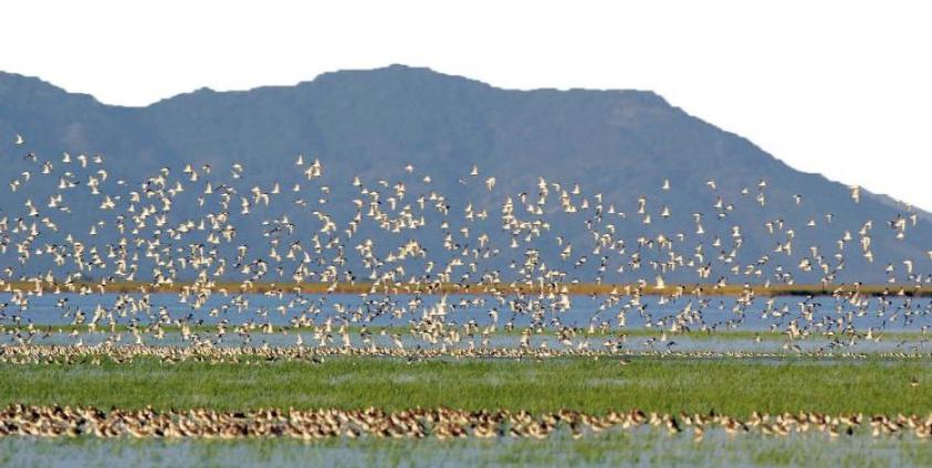 ဆောင်းခိုငှက်များ တွေ့ရစဥ် (ပုံဟောင်း)