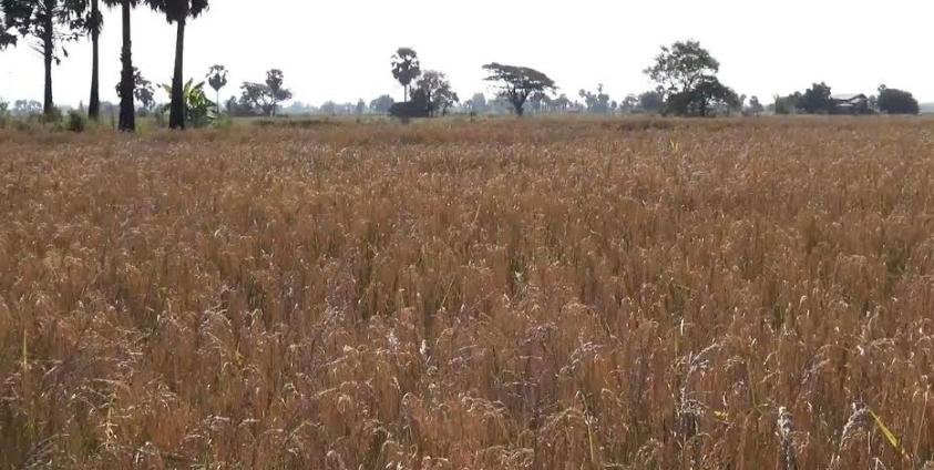 ဖလံဖြူစပါးဖျက်ပိုးဒဏ်ခံနေရသော စပါးခင်းများ(IMNA)