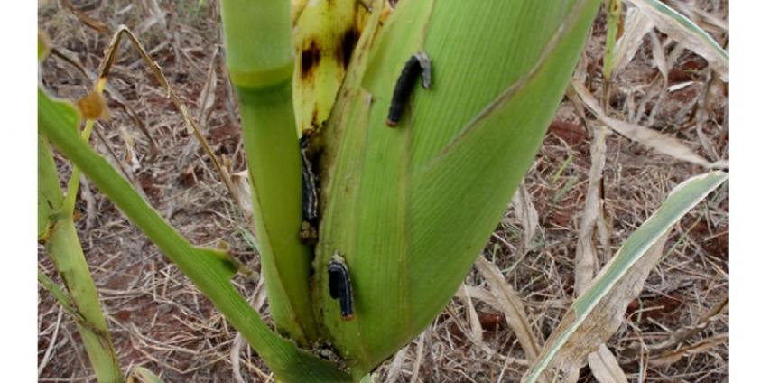 ဖယ်ခုံမြို့နယ်ရှိ ပြောင်းစိုက်ခင်းတွင်ကျရောက်နေသော ငမြောင်တောင်ပိုးများ(ဓါတ်ပုံ-နော်ဒွေးအယ်ခူ)