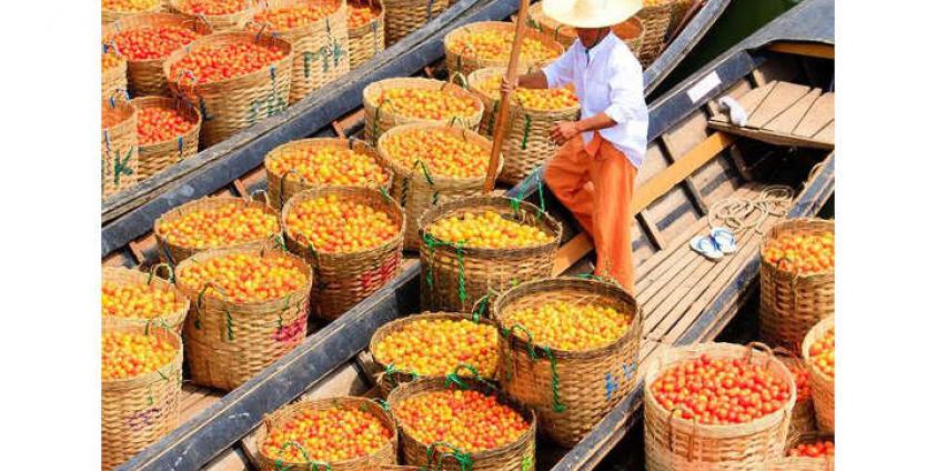 Tomato in Inlay Lake by Myanmar Tourism 1Tomato in Inlay Lake by Myanmar Tourism 1