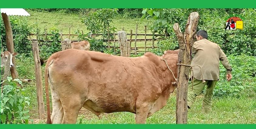 နွားများ အရေပြား ရောဂါဖြစ်ပွား