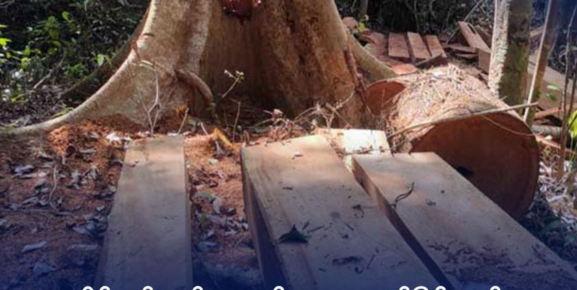 ရခိုင်ပြည်၊ ဂွမြို့နယ်အတွင်း တရားမဝင်ခုတ်လှဲထားသော သစ်ပင်တချို့ကို ၂၀၂၂ ခုနှစ် မေလအတွင်းက တွေ့ရစဉ်။