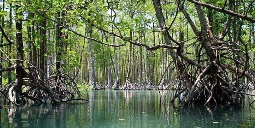myanmar-mangroves