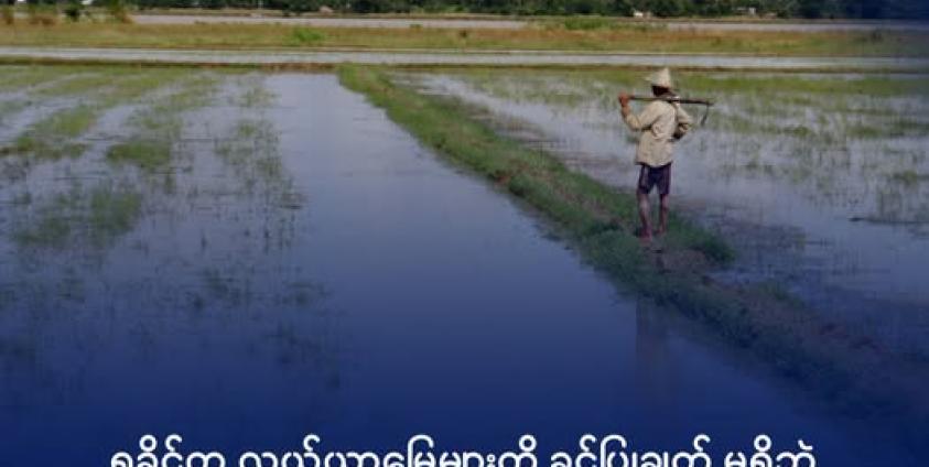 ကျောက်တော်မြို့နယ်မှ လယ်ယာမြေများကို ပြီးခဲ့သည့် ရက်ပိုင်းက တွေ့ရစဥ်။ ဓာတ်ပုံ - DMG