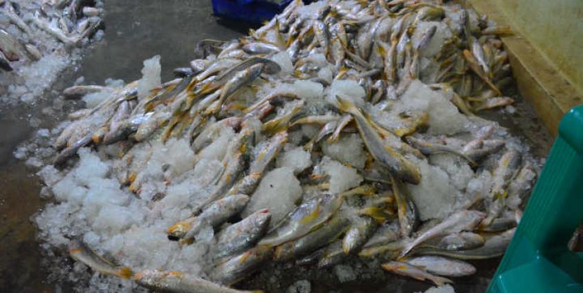 ပိုင်ရှင်မဲ့ ဖမ်းဆီးရမိသော ငါးများ(MNA)