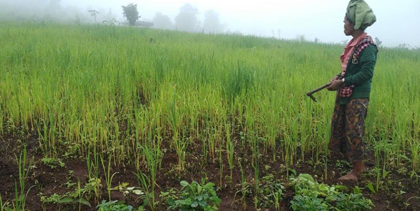 မိုးများနေသော ဒီးမော့ဆိုမြို့နယ် ဒေါပဲ့တူကျေးရွာရှိ စိုက်ခင်းတစ်ခုကိုတွေ့ရစဉ်(ဓါတ်ပုံ-ခူးစိုးရယ်ဦး)