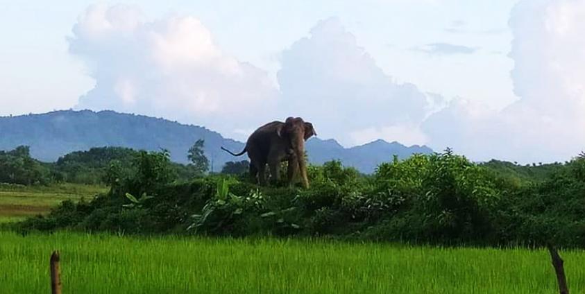 မောင်တောမြို့နယ်တွင် သွားလာနေသည့် တောဆင်ရိုင်းတစ်ကောင်ကို တွေ့ရစဉ်။