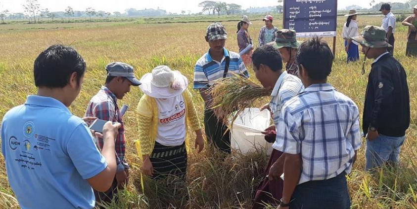 တောင်သူကွင်းပြပွဲ(photo: MNA) 