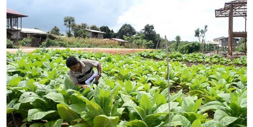 ဖယ်ခုံမြို့ အရှေ့ဘက် ကျေးရွာတစ်ခုရှိ ဆေးရွက်ကြီးပင်စိုက်ခင်း(ဓါတ်ပုံ-ကရင်နီသူ)