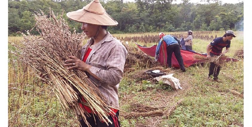 ဘောလခဲမြို့နယ်ရှိ နှမ်းစိုက်တောင်သူများမှ နှမ်းခြွေလှေ့နေစဉ်(ဓါတ်ပုံ-လင်းသန့်)