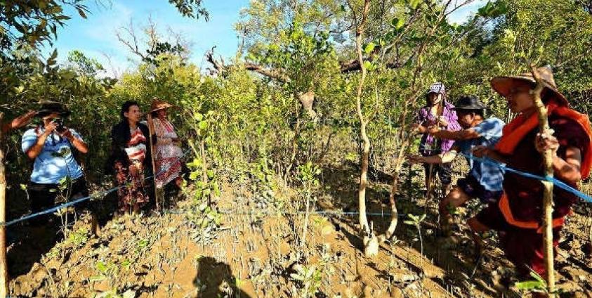 Participants studying mangrove growth areas (Photo: Montree Chantawong)
