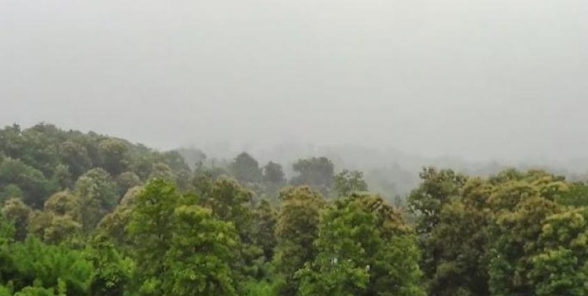 Forest in Yedashe Township, Taungoo District, Myanmar. Photo: Myanmar REDD+ Programme