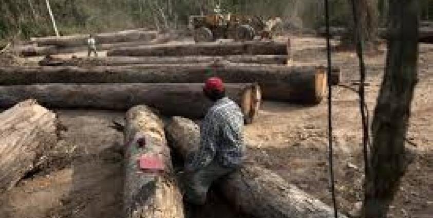  A site for cutting down trees (Photo – Internet)