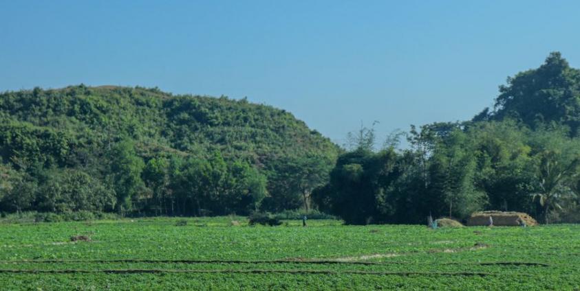 ဘူးသီးတောင်မြို့နယ်မှ စိုက်ခင်းတစ်ခု။