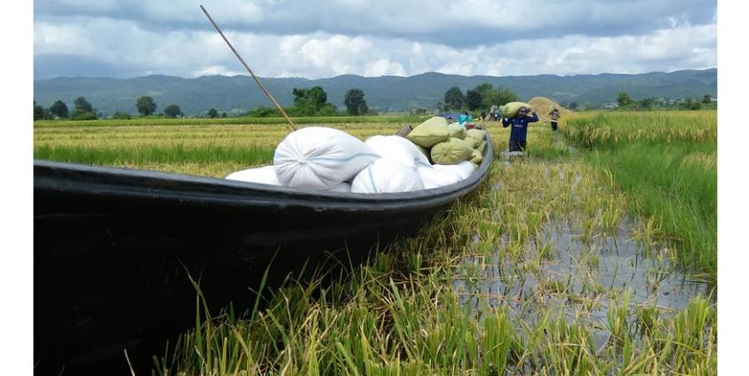 ဖယ်ခုံဒေသတွင် ရေနှစ်မြှုပ်နေသော စပါးပင်များကို အချိန်မီအလုအယက်ရိတ်သိမ်းနေရသည်။(ဓါတ်ပုံ-ခူးစိုးရယ်ဦး)