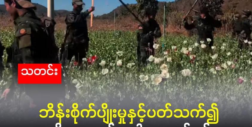 ဒီမောဆိုမြို့ တနေရာရှိ ဘိန်းခင်းကို KNDF တပ်ဖွဲ့ဝင်များ ဖျက်ဆီးနေကြပုံ။ (Moe Nyo Facebook)