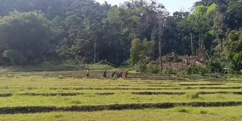 ပြီးခဲ့သည့် ၂၀၂၄ ခုနှစ် မေလပိုင်းက စက်သုံးဆီဝယ်ယူလို့မရဘဲ ပြတ်လပ်ခဲ့ချိန် အချိန်မှီထွန်ယက်ပြီးစီးရန် လူအင်အားသုံးထွန်ယက်ခဲ့ရစဉ်။