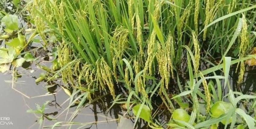 ညောင်ရွှေမြို့နယ်ရှိန စပါးခင်းများ ရေမြှုပ်နေသည့်အခြေအနေ။