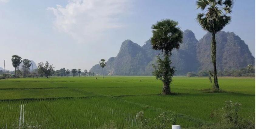 မွန်ပြည်နယ်အတွင်းရှိ စပါးစိုက်ခင်းတနေရာ