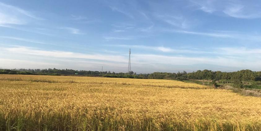 စစ်တွေ၊ အောင်တိုင်ကျေးရွာမှ လယ်ကွင်းများကို တွေ့ရစဉ်။