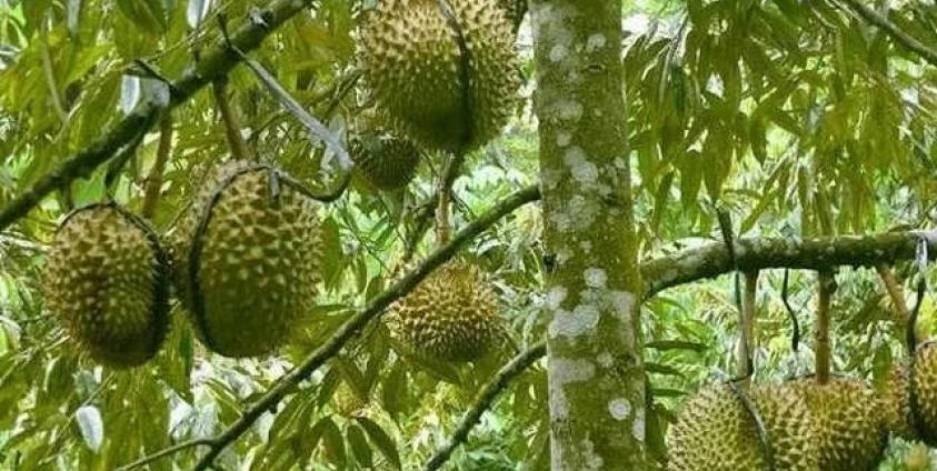 Durians from Mon State (Farmer)