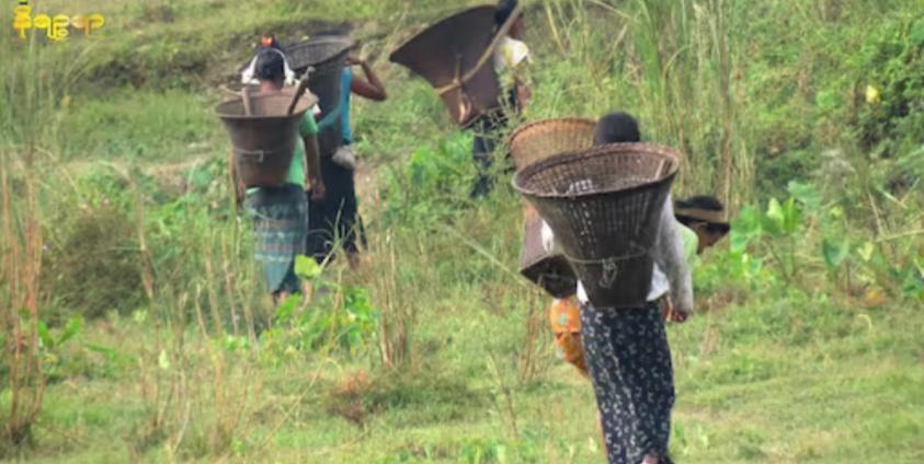 ရခိုင်ဒေသတွင်း တောတောင်များကို မှီခိုလုပ်ကိုင်စားသောက်နေရသည့် ရခိုင်ပြည်သူအချို့အား တွေ့ရစဉ်။