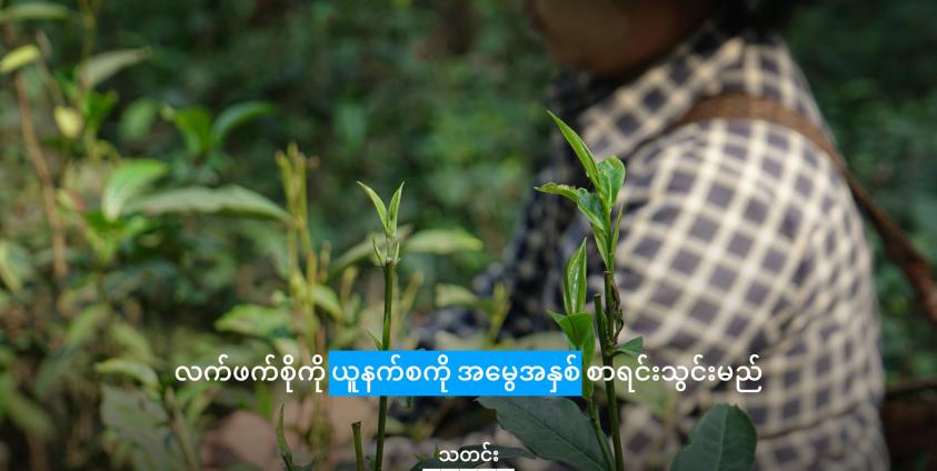 ရှမ်းနီဒေသမှ လက်ဖက်လုပ်ငန်းများကို တွေ့ရစဉ်/ ShanNi Voice