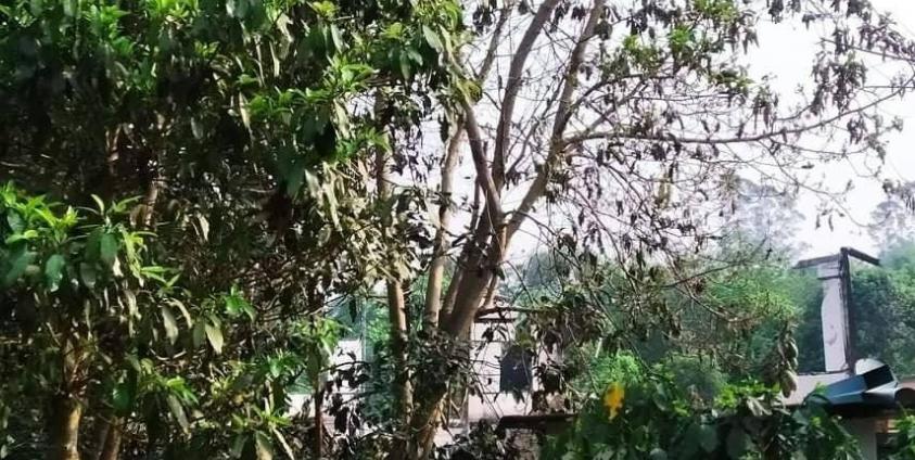 စစ်ကောင်စီမှ ရွာငံမြို့နယ်ရှိ ပြည်သူများနေအမ်ကို မီးရှို့ဖျက်စီးပုံ