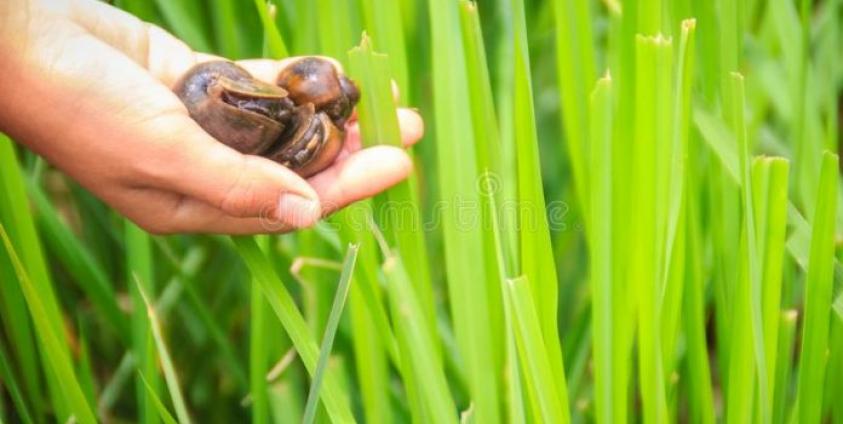 (ဓါတ်ပုံ/Dreamstime)